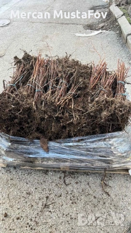 Разсад Малини Сортове, снимка 3 - Разсади - 43112710