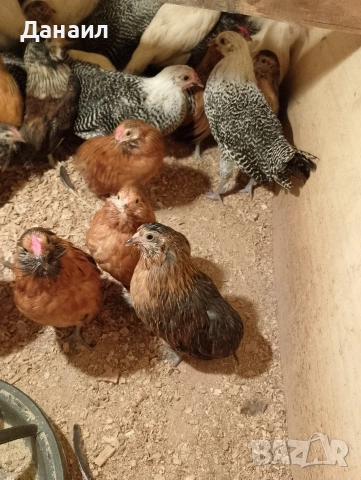 Грюбе, снимка 12 - други­ - 53823897