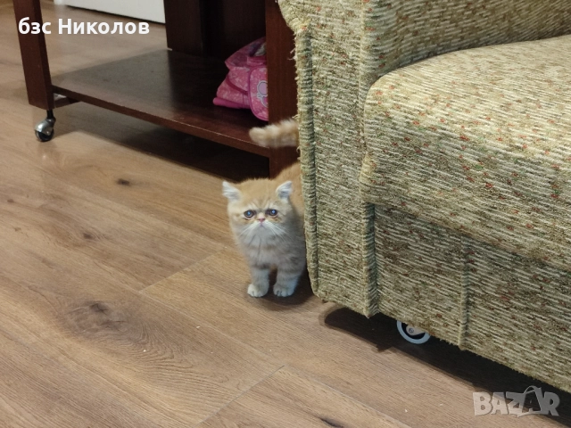 Женско екзотично персийско коте на 4 месеца., снимка 7 - Персийска - 51485263