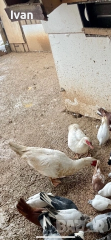 Чифт неми патици, снимка 2 - Патици и гъски - 53386680