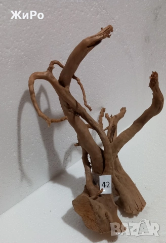 Корен от Азалия /декорация/ 42, снимка 2 - Други - 49874676