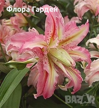 ЛИЛИУМ - Луковици, снимка 10 - Сортови семена и луковици - 40209682