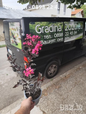 Индийски люляк Lagerstroemia indica Black Diamond Crimson red, снимка 7 - Разсади - 51236684