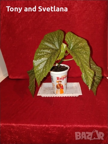 Бегонии Тамая, млади добре вкоренени растения , снимка 4 - Стайни растения - 54059283