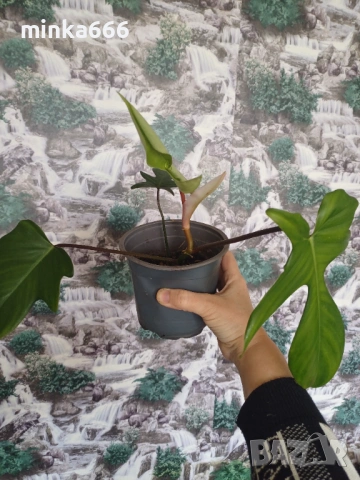 Разкошен филодендрон Флорида, снимка 3 - Стайни растения - 53969828