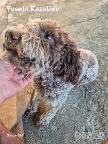 Продавам 3 кучета за трюфели, снимка 3 - Други - 53684557