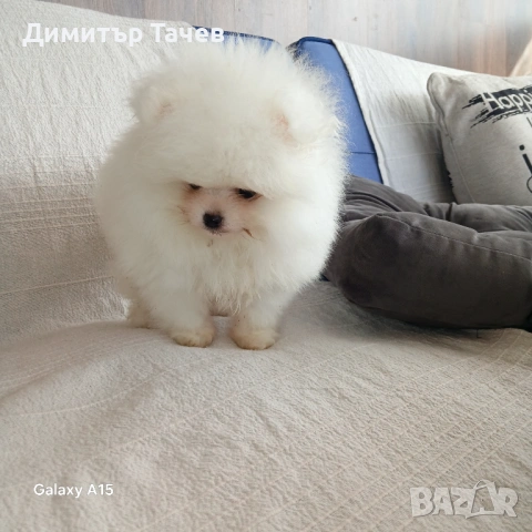 Мъжки померан , снимка 2 - Померан - 53738871