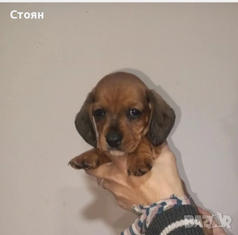 Дакели, снимка 3 - Дакели - 53413372