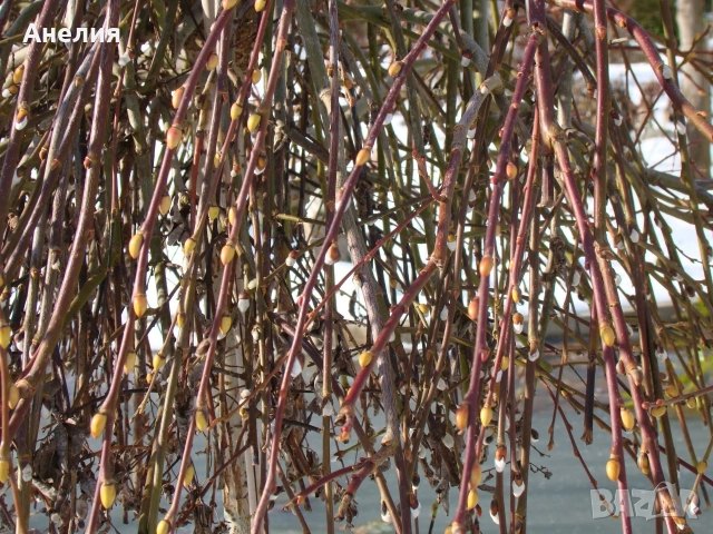 Зимен жасмин гол корен 1€, снимка 5 - Градински цветя и растения - 54220359