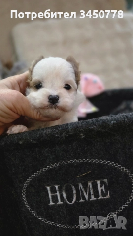 мини йоркшири бяли, снимка 7 - Йоркширски териер - 52826082