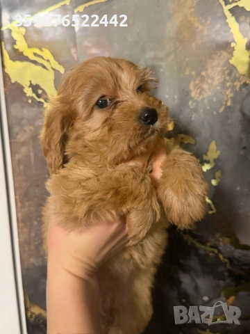 Продавам кокапу, снимка 4 - Пудели - 53518174