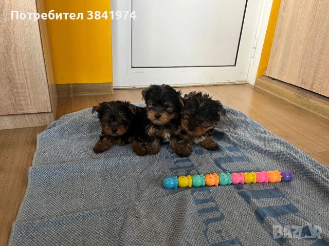 Йоркширски териер, снимка 7 - Йоркширски териер - 52511387