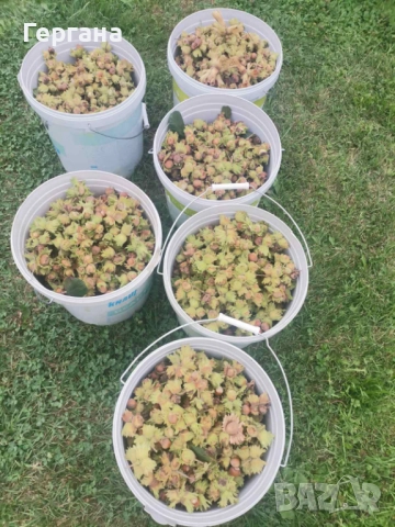 Домашен лешников тахан , снимка 2 - Домашни продукти - 52221189