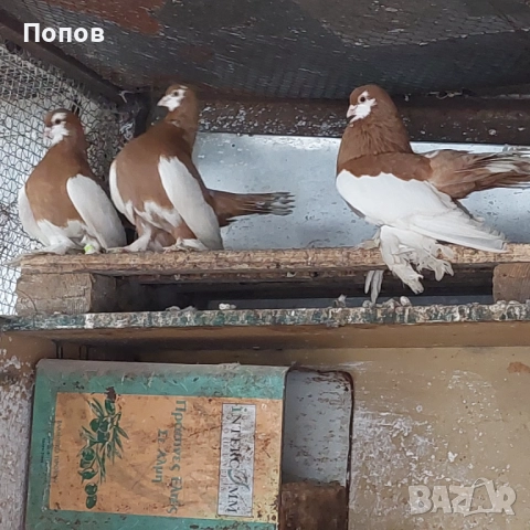 Продавам гълъби, снимка 10 - Гълъби - 52724895