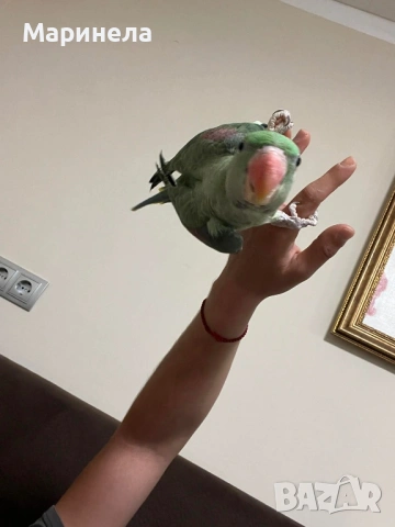 Голям Александър, снимка 2 - Папагали - 53638912