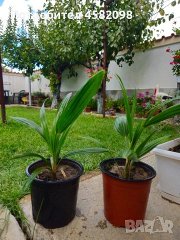 Студоустойчиви палми