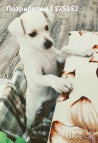 ПРОДАВАМ  БЯЛ  ЖЕНСКИ  СЪРНИСТ ПИНЧЕР  НА  2 М.  , снимка 3 - Пинчер - 53218338