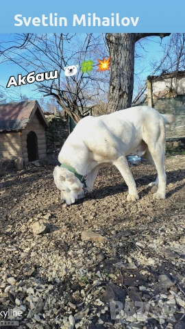 Продава се Мьжки Алабай Ваксиниран обезпаразитен , снимка 3 - Алабай - 53583464