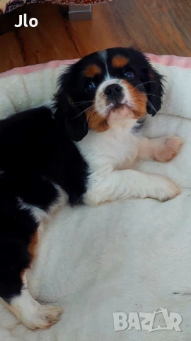 кавалер кинг чарлз шпаньол , снимка 4 - Кавалер кинг чарлз шпаньол - 54053774