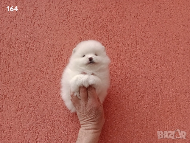 Померани. Чисто бели.