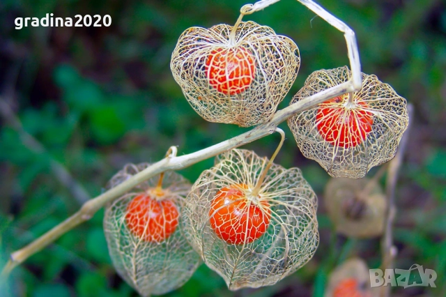 Физалис (Мехунка) – Студоустойчива разновидност