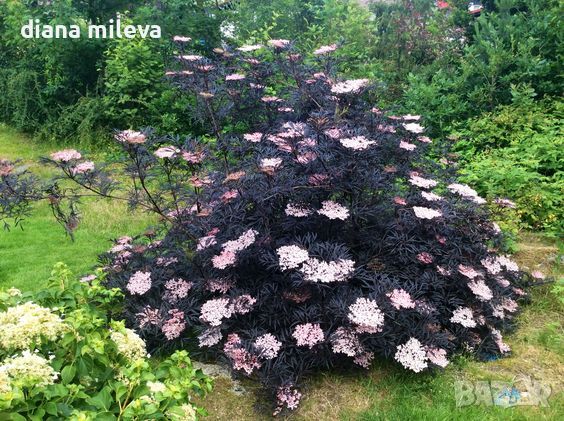 Черен бъз (Черна красавица) /Sambucus nigra Black Beauty/, снимка 1 - Градински цветя и растения - 45559783