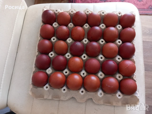 Продавам разплодни яйца от Маран