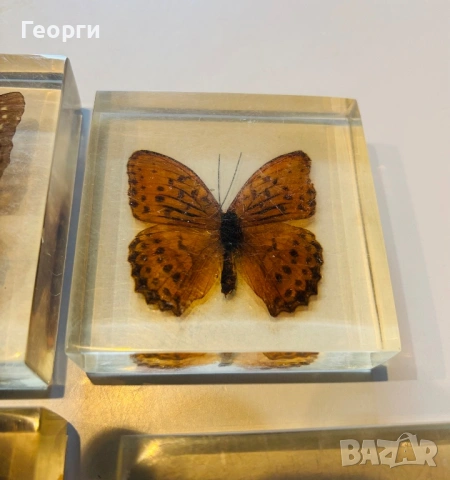 Пеперуди, снимка 14 - Колекции - 53656258