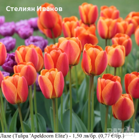 СОРТОВИ ЛАЛЕТА – ЛУКОВИЦИ , снимка 2 - Сортови семена и луковици - 52372815