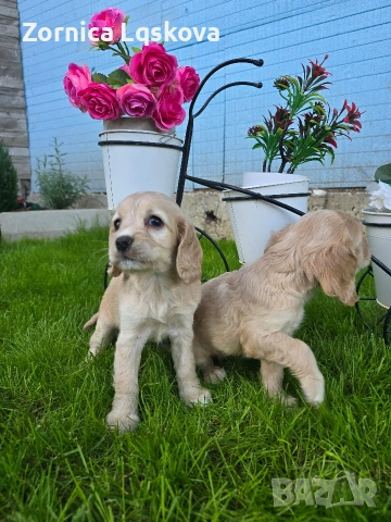 чистокръвни Кокер Шпаньоли, снимка 3 - Кокер шпаньол - 53969955