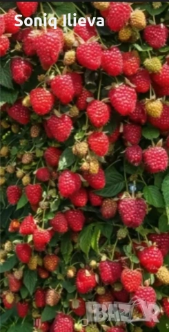 продавам разсад ягоди, снимка 6 - Разсади - 53905580