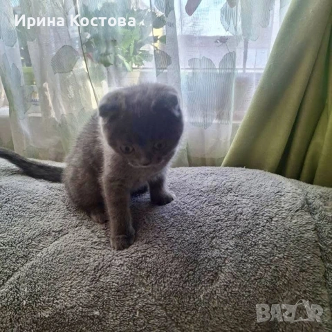 Продават се шотландски клепоухи котенца, снимка 7 - Британска късокосместа - 53937686