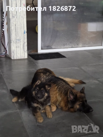 Продавам малки кученца - Немска овчарка, снимка 6 - Немска овчарка - 52060545