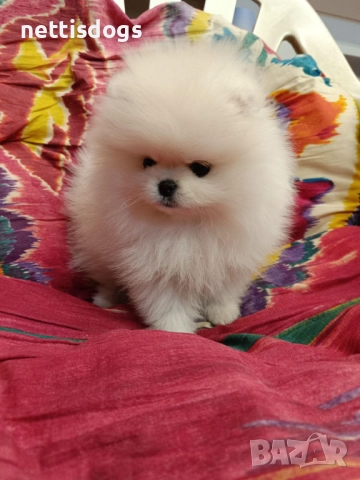 Много сладък Мини Померан