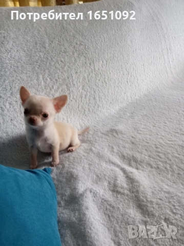 Чихуа, снимка 3 - Чихуахуа - 52440991