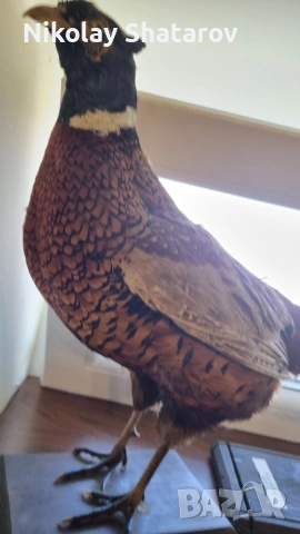 Трофеи. Фазан , снимка 6 - Други ценни предмети - 53911580