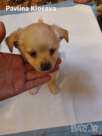 Мини пинчерчета