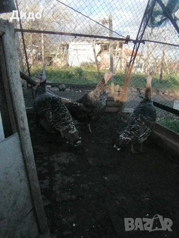 Разплодни яйца от селски пуйки, снимка 3 - Кокошки и пуйки - 53968817