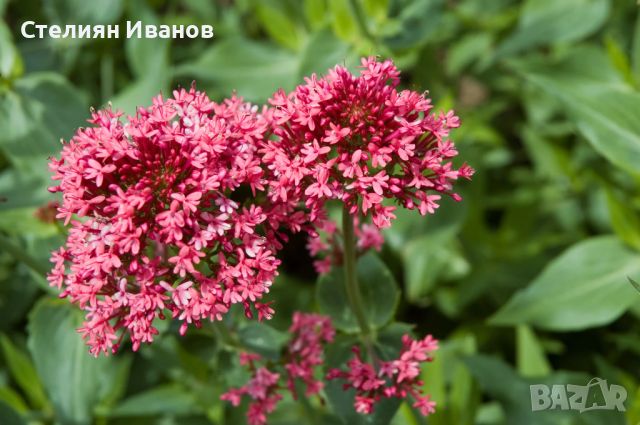 Червен валериан, червен центрантус (Centranthus ruber), снимка 4 - Градински цветя и растения - 45931350