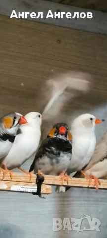 зеброви амадини 