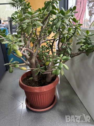 продавам цветя, снимка 2 - Стайни растения - 50812195