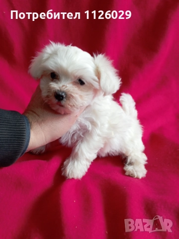 Малтезер момиче на 2 месеца , снимка 7 - Болонка - 52749307