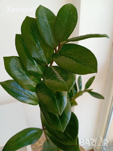 Замиокулкас , снимка 2 - Стайни растения - 53643176