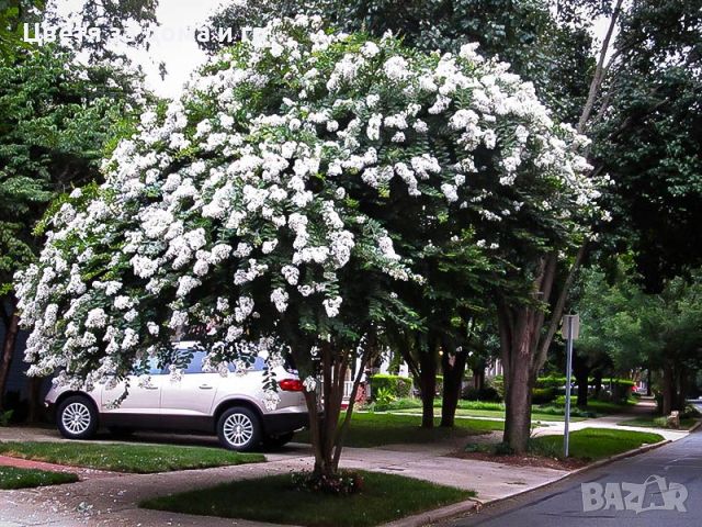 Индийски люляк Lagerstroemia- бял, снимка 5 - Разсади - 46652623