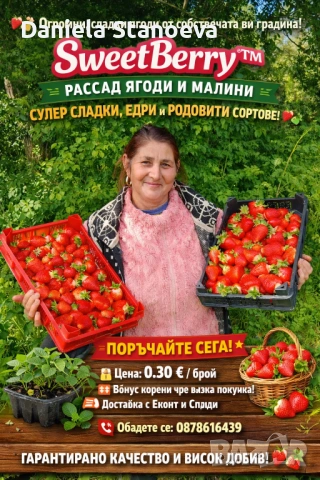🍓 „Градински разсад ягоди – висок добив и отличен вкус“
