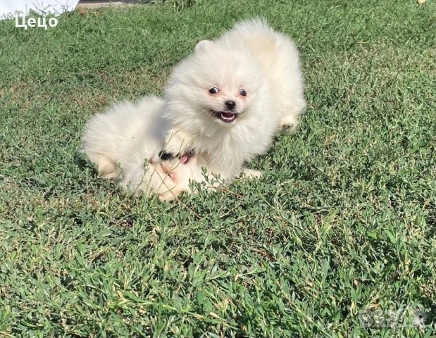 Померан момче, снимка 1