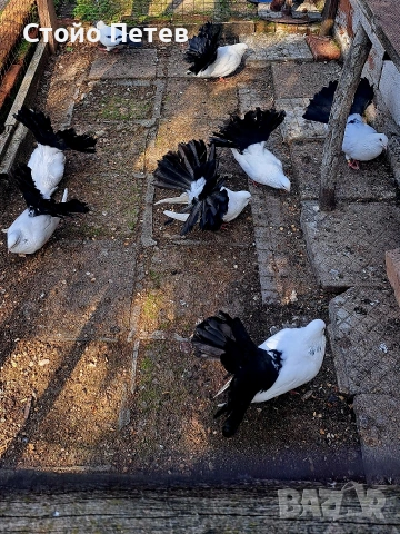 Продавам фенерлии бели с черни опашки, снимка 4 - Гълъби - 53851640