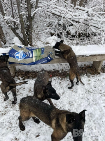 Малиноа- белгийска овчарка, снимка 4 - Белгийска овчарка - 53569363