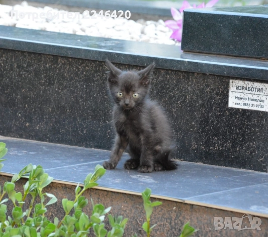 😺 1-годишно момченце от Враца търси ДОМ , снимка 10 - Други - 52893934