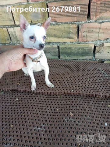 Мини пинчер на 1 година , снимка 1